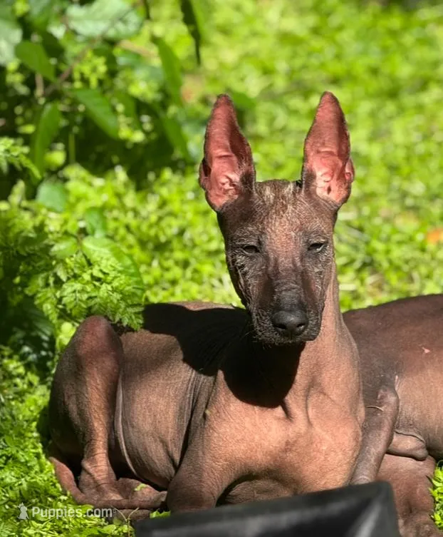 Copper (Reserve fee)