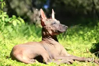 Copper , a male Xoloitzcuintli for sale in San Diego, CA – Photo 2 of 3