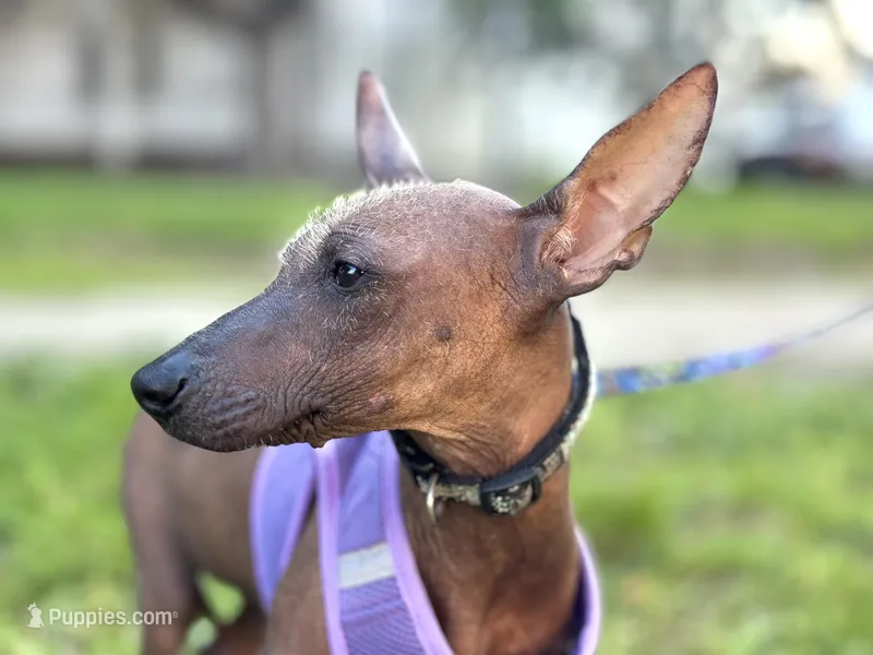 Copper (Reserve fee)