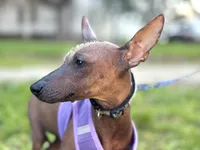 Copper (Reserve fee), a male Xoloitzcuintli for sale in San Diego, CA – Photo 1 of 2