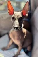 Copper (Reserve fee), a male Xoloitzcuintli for sale in San Diego, CA – Photo 2 of 2