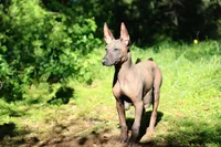 Copper , a male Xoloitzcuintli for sale in San Diego, CA – Photo 1 of 3