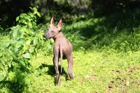 Copper , a male Xoloitzcuintli for sale in San Diego, CA – Photo 3 of 3
