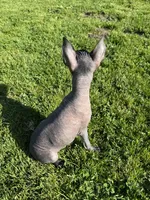 Maya, a female Xoloitzcuintli for sale in San Diego, CA – 3 of 4