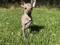 Lucas, a male Xoloitzcuintli for sale in San Diego, CA – 2 of 3