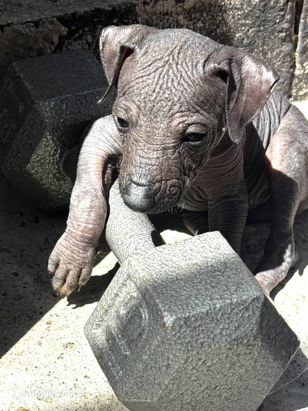 Tiku – Xoloitzcuintli puppy for sale in San Diego, CA