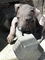 Tiku, a male Xoloitzcuintli for sale in San Diego, CA – 1 of 1