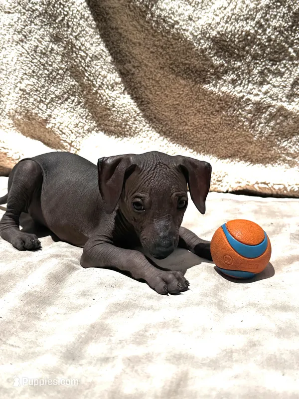 Eevee – Xoloitzcuintli puppy for sale in San Diego, CA