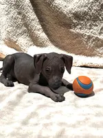 Eevee, a female Xoloitzcuintli for sale in San Diego, CA – 1 of 1