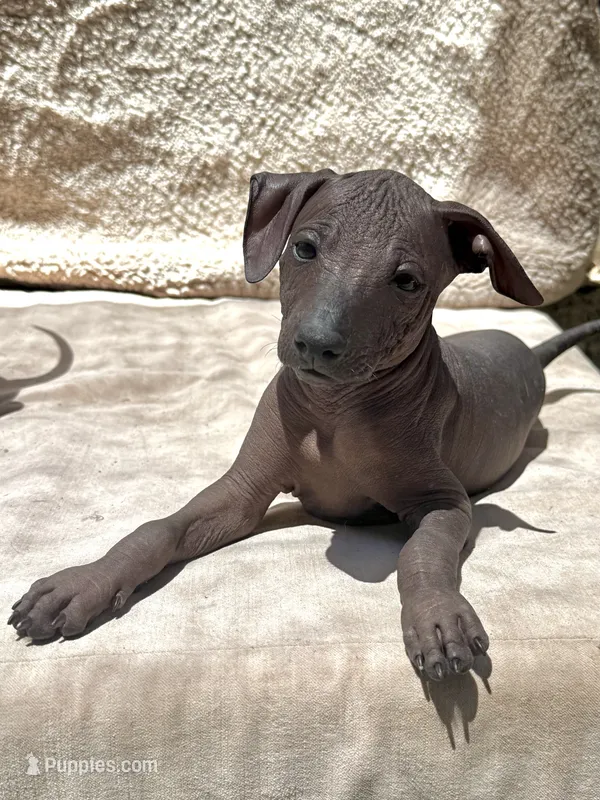 Tiku – Xoloitzcuintli puppy for sale in San Diego, CA
