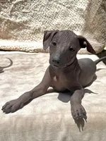 Tiku, a male Xoloitzcuintli for sale in San Diego, CA – 1 of 1