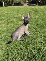 Maya, a female Xoloitzcuintli for sale in San Diego, CA – 2 of 4