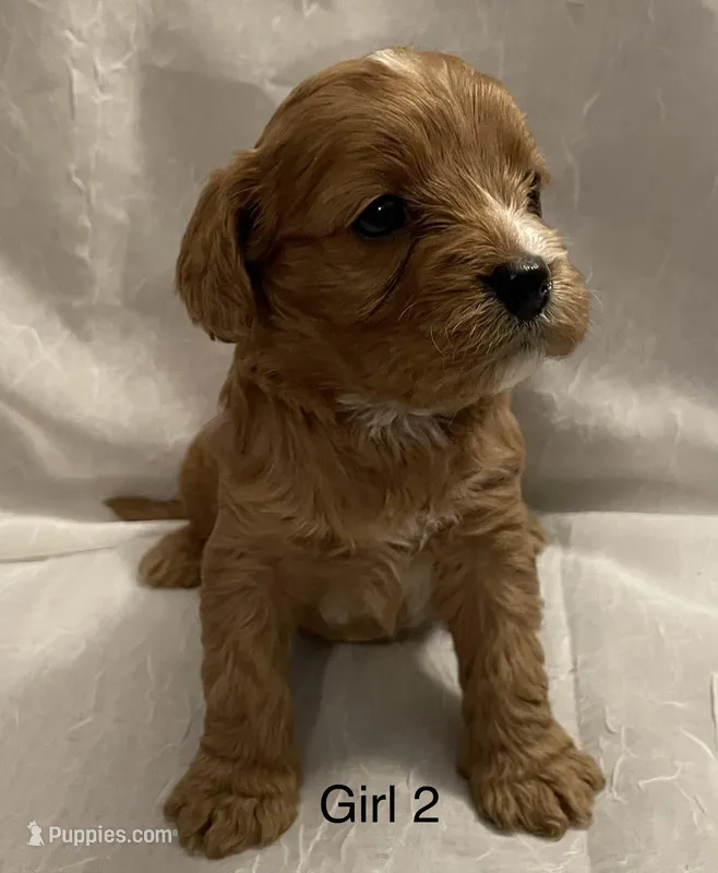 Cavapoo Girl 2