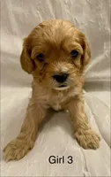 Cavapoo Girl 3, a female Cavapoo for sale in Dallas, TX – Photo 1 of 2