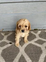 Cavapoo Girl 3, a female Cavapoo for sale in Dallas, TX – Photo 2 of 2