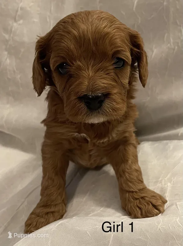 Cavapoo Girl 1