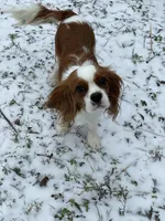 Cavapoo Boy 1 , a male Cavapoo for sale in Dallas, TX – Photo 2 of 3