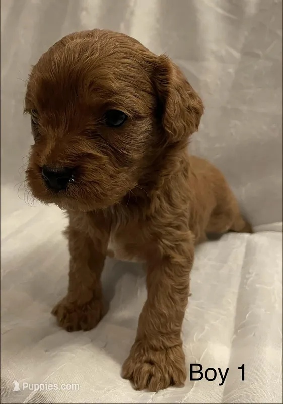 Cavapoo Boy 1 