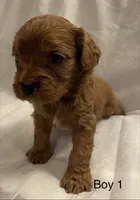 Cavapoo Boy 1 , a male Cavapoo for sale in Dallas, TX – Photo 1 of 3