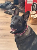 Girl, a female German Shepherd Dog for sale in El Paso, TX – 3 of 9