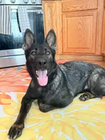 Girl, a female German Shepherd Dog for sale in El Paso, TX – 6 of 9