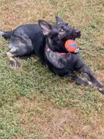 Girl, a female German Shepherd Dog for sale in El Paso, TX – 7 of 9