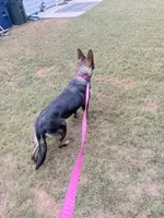 Girl, a female German Shepherd Dog for sale in El Paso, TX – 9 of 9