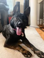 Girl, a female German Shepherd Dog for sale in El Paso, TX – 4 of 9