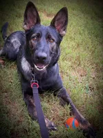 Girl, a female German Shepherd Dog for sale in El Paso, TX – 8 of 9