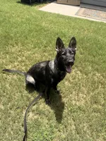 Girl, a female German Shepherd Dog for sale in El Paso, TX – 5 of 9