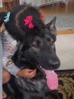 Girl, a female German Shepherd Dog for sale in El Paso, TX – 2 of 9