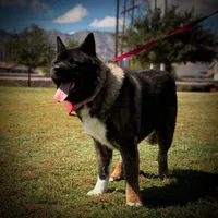 KoBA, a male Akita for sale in El Paso, TX – Photo 4 of 5