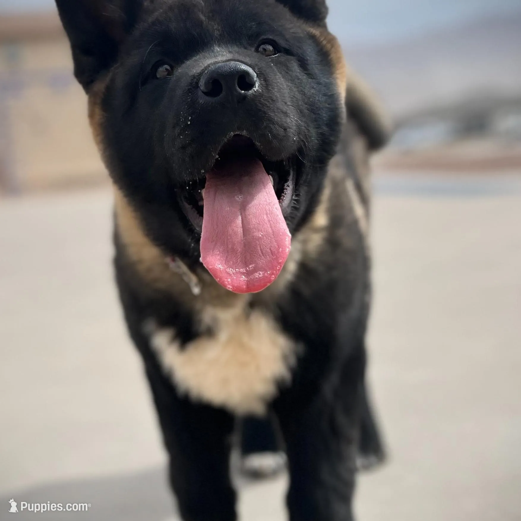 KoBA, a male Akita for sale in El Paso, TX – Photo 5 of 5