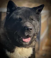 KoBA, a male Akita for sale in El Paso, TX – Photo 2 of 5