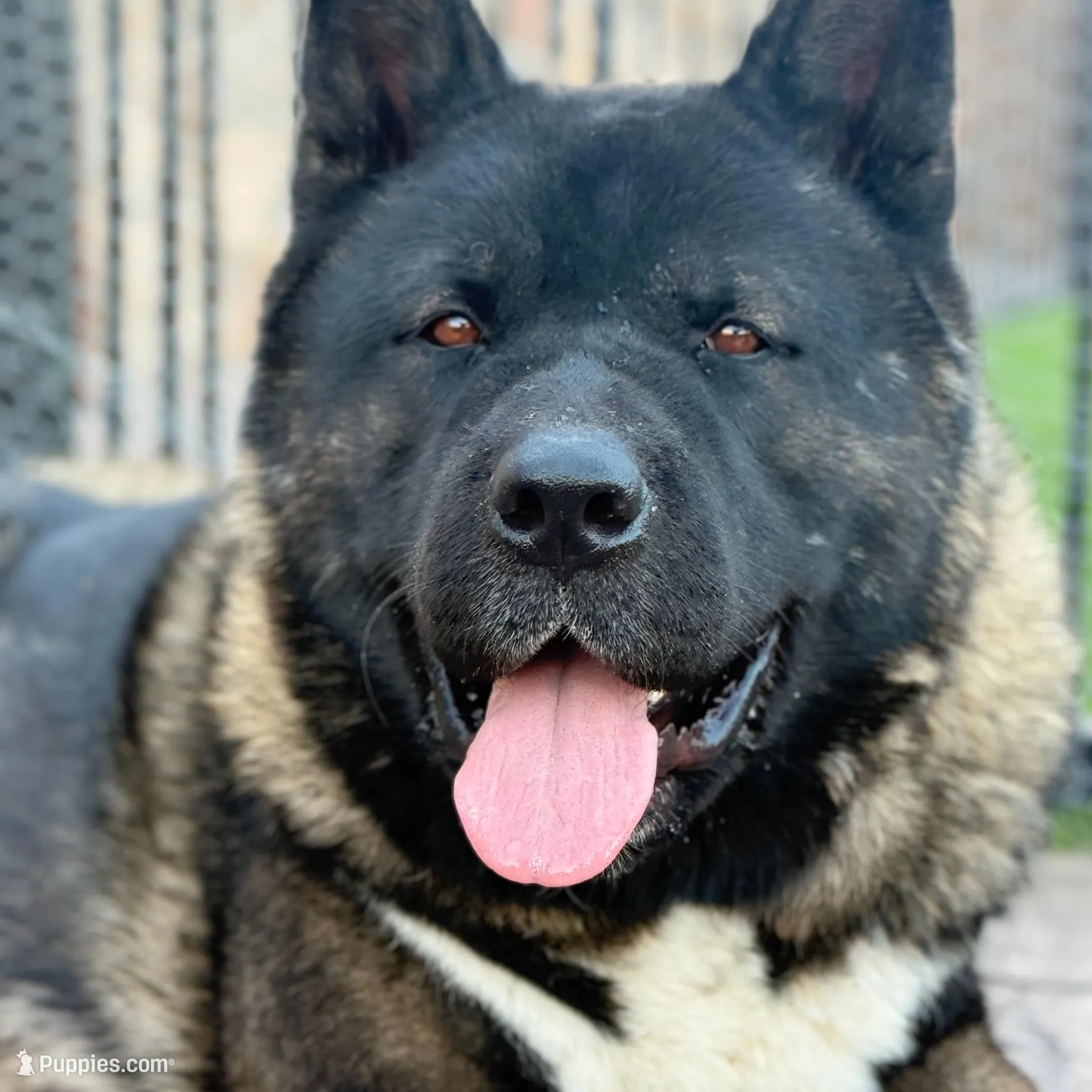 KoBA, a male Akita for sale in El Paso, TX – Photo 3 of 5