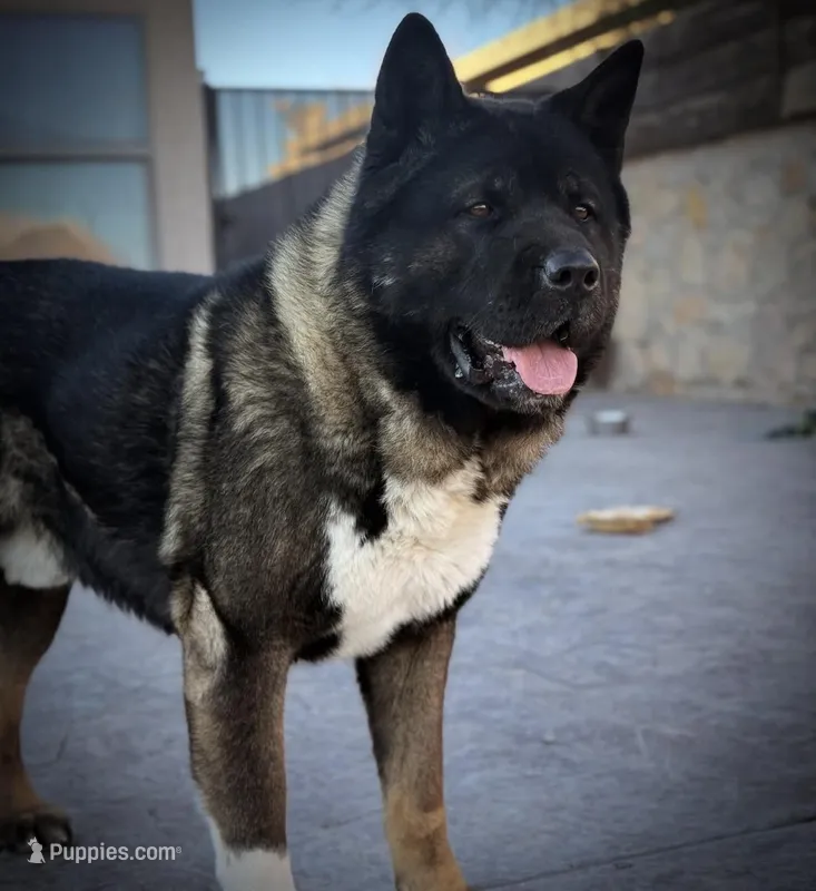 KoBA – Akita puppy on hold in El Paso, TX