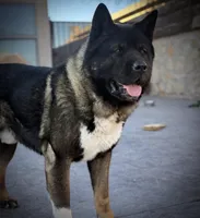 KoBA, a male Akita for sale in El Paso, TX – Photo 1 of 5