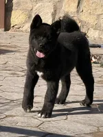 Girly, a female Akita for sale in El Paso, TX – Photo 2 of 2