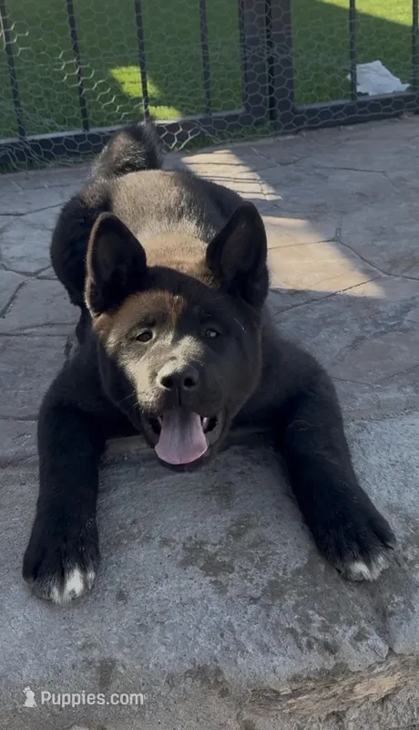 Girly – Akita puppy for sale in El Paso, TX