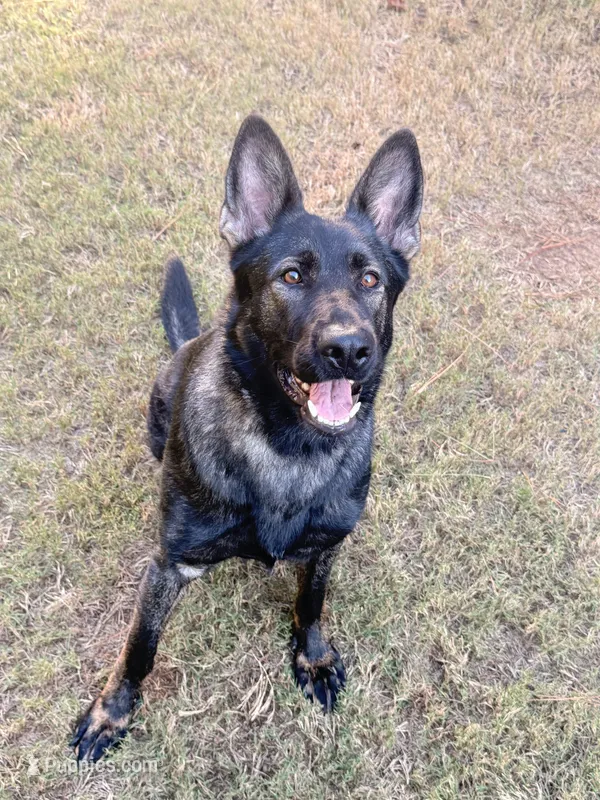 Girl, a female German Shepherd Dog for sale in El Paso, TX – 1 of 9
