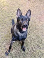 Girl, a female German Shepherd Dog for sale in El Paso, TX – 1 of 9