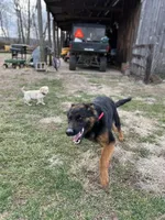 Alex, a female German Shepherd Dog for sale in Arcadia, MO – Photo 2 of 3