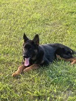 Alex, a female German Shepherd Dog for sale in Arcadia, MO – Photo 1 of 3