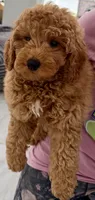 Coco, a male Miniature Goldendoodle for sale in Boynton Beach, FL – Photo 4 of 4
