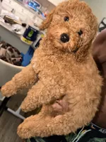 Coco, a male Miniature Goldendoodle for sale in Boynton Beach, FL – Photo 1 of 4