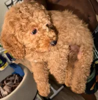 Coco, a male Miniature Goldendoodle for sale in Boynton Beach, FL – Photo 2 of 4