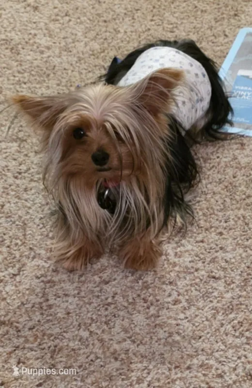 Kobe – Yorkshire Terrier puppy for sale in Davenport, IA