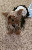 Kobe, a male Yorkshire Terrier for sale in Davenport, IA – 1 of 1