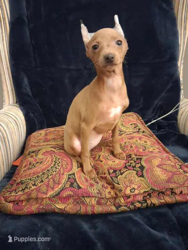 Rudy – Miniature Pinscher puppy for sale in Baltimore, MD