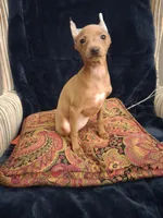 Rudy, a female Miniature Pinscher for sale in Baltimore, MD – 1 of 4